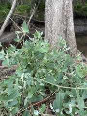 Chenopodium robertianum