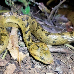 Leptodeira polysticta