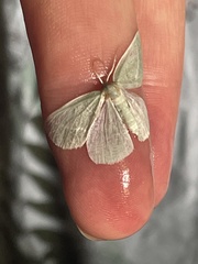 Poliobotys ablactalis