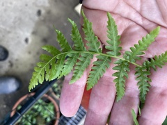 Calochlaena dubia