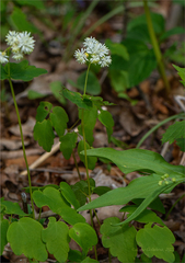 Thalictrum filamentosum