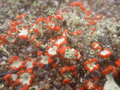 Cladonia pleurota