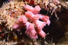 Homotrematidae