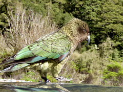Nestor notabilis