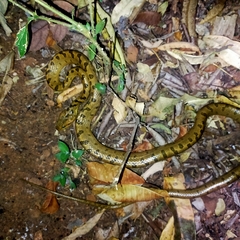 Leptodeira polysticta