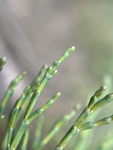 Image of Callitris oblonga by (c) Matt Berger, some rights reserved (CC BY)
