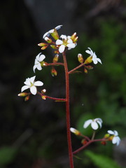 Boykinia occidentalis
