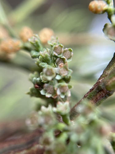 Image of Callitris oblonga by (c) Matt Berger, some rights reserved (CC BY)