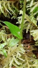 Adenochilus gracilis