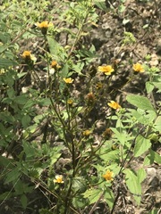 Bidens pilosa
