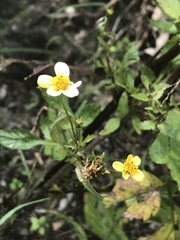 Bidens pilosa