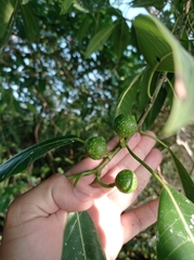 Ficus insipida