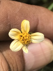 Bidens pilosa
