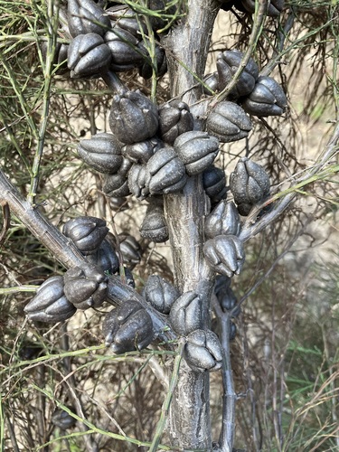 Image of Callitris oblonga by (c) Matt Berger, some rights reserved (CC BY)