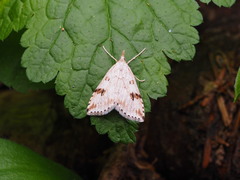 Udea washingtonalis