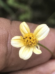 Bidens pilosa