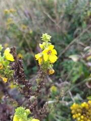Verbascum pyramidatum