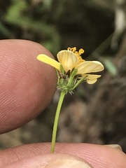 Bidens pilosa