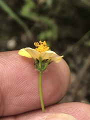 Bidens pilosa