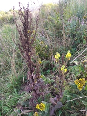 Verbascum pyramidatum