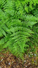 Hypolepis millefolium