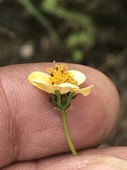 Bidens pilosa