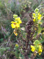 Verbascum pyramidatum