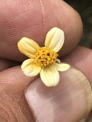 Bidens pilosa