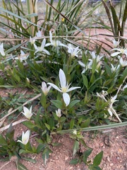 Clematis gentianoides