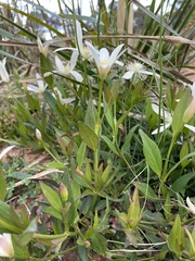 Clematis gentianoides