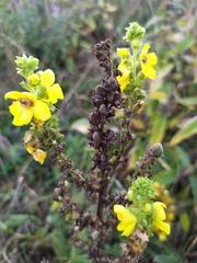 Verbascum pyramidatum