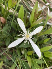 Clematis gentianoides
