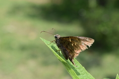 Eudaminae