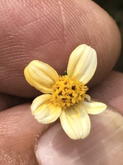 Bidens pilosa