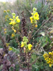 Verbascum pyramidatum