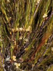Dracophyllum
