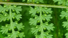 Hypolepis millefolium