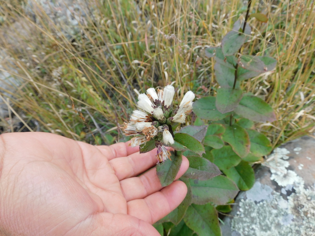 Acourtia venturae