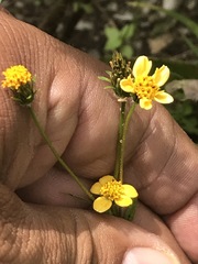 Bidens pilosa