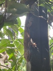 Hemidactylus leschenaultii