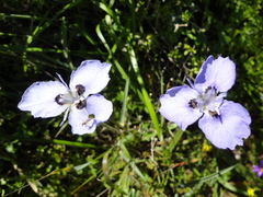 Moraea calcicola