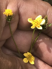 Bidens pilosa