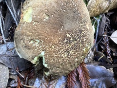 Xerocomellus mendocinensis
