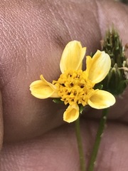 Bidens pilosa