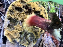 Xerocomellus mendocinensis