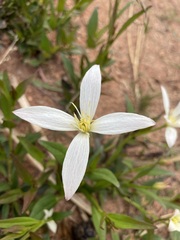 Clematis gentianoides