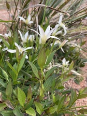 Clematis gentianoides