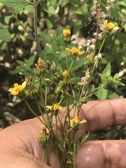 Bidens pilosa