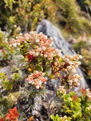Gaultheria crassa