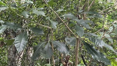 Melicope semecarpifolia